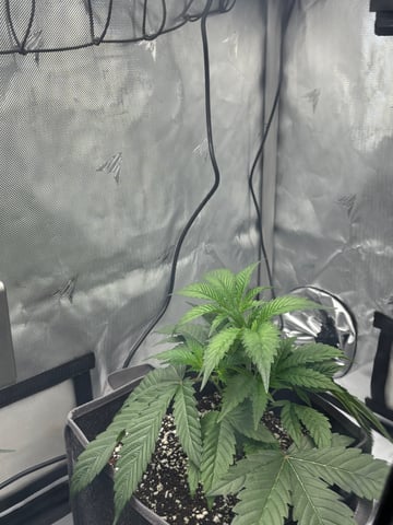 northern lights — vegetative, day 10