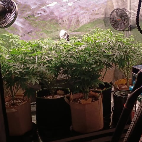TentPlantLightFan — flower, day 87