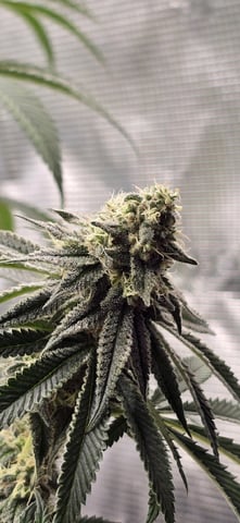  1 Blue Zushi x Venom & 1 Jack Here x Strawberry Cookies OG — flower, day 88