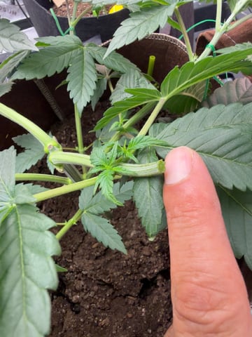 First Grow – Learning Every Day — vegetative, day 13
