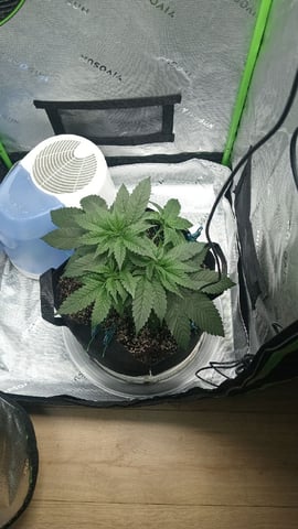 Critical Purple Kush — vegetative, day 48