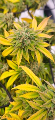 first grow — flower, day 117