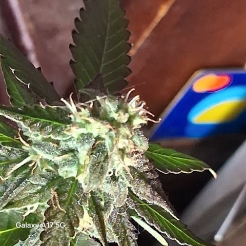 First Lagit Grow — harvest, day 40