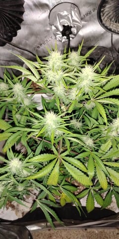 two clones and sour diesel  — flower, day 29