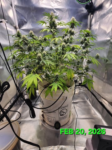 Dos Si Dos. Indica — flower, day 57