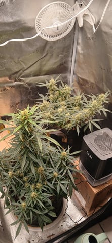 tzar cheese — flower, day 17