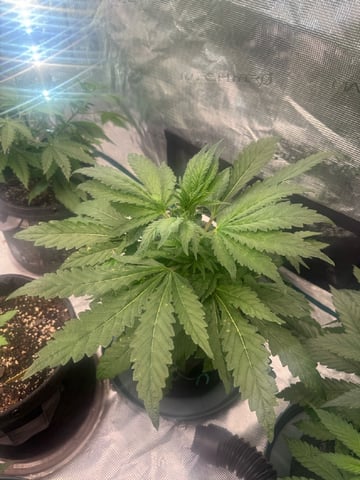  pineapple express — vegetative, day 24