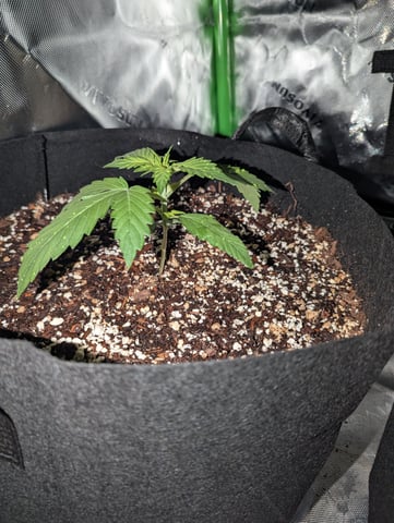 First Grow — vegetative, day 18