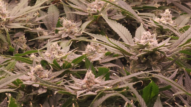 3rd run, 8 plant mom hunt - indoor top fed DTW with rockwool — flower, day 150