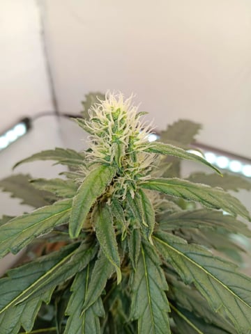 Lemon Cherry Gelato Closet Grow — flower, day 1