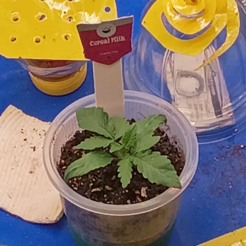 TentPlantLightFan — vegetative, day 43