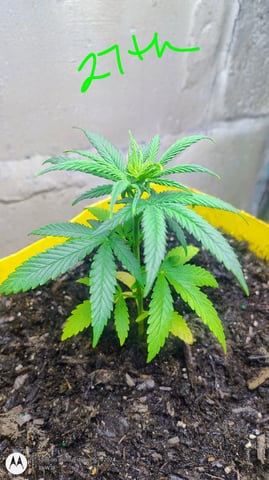 Miracle Murray  — grow_setup, day 55