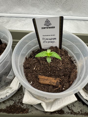 Pineapple Express F1 — seedling_rooting, day 3