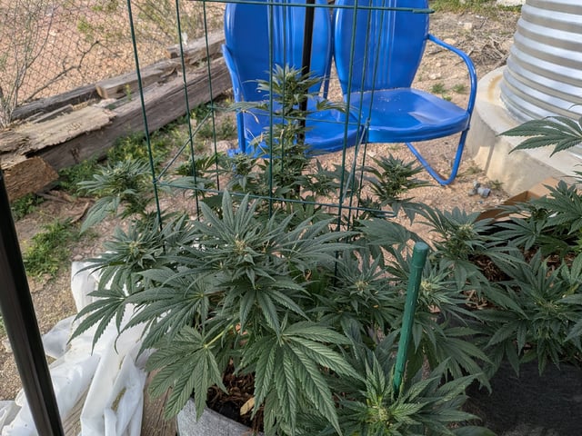 October Start — flower, day 117