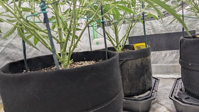 Perpetual Autoflower Mixed Grow #3 — vegetative, day 43