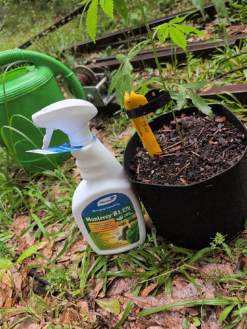 Country Boy — vegetative, day 27