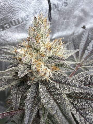 Humboldt, Hella Jelly. Jelly Donut  — flower, day 99