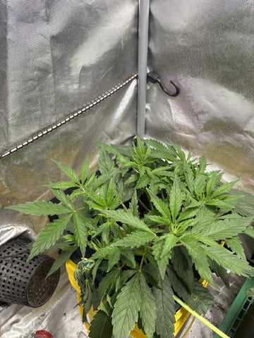The First One — vegetative, day 57