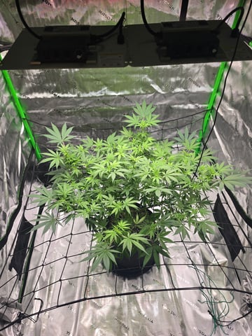 First grow — flower, day 65