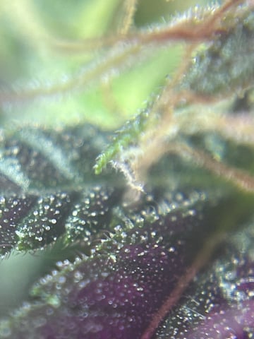 First attempt grow 😶‍🌫️ — flower, day 115