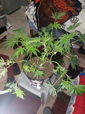 Poor Ivory — vegetative, day 83