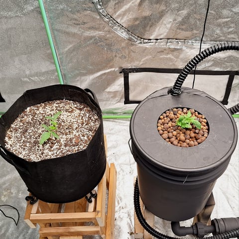 Blackberry Kush — vegetative, day 19