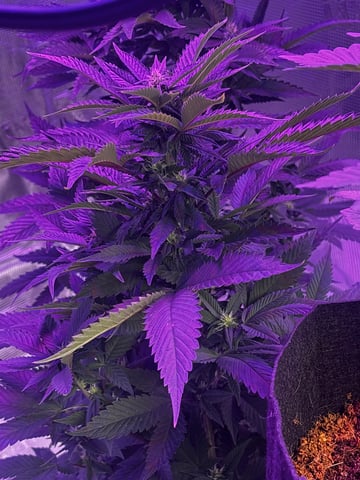 cherry cheese cake, first class funk, and the baby’s a Acapulco gold  — flower, day 1