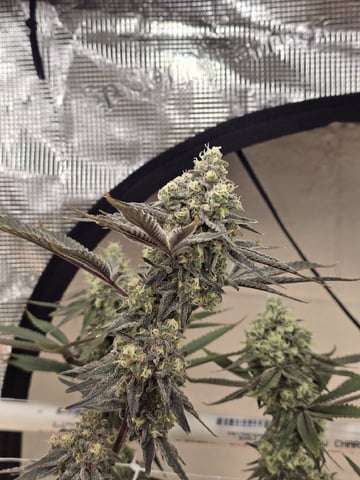 Grow 5.o — flower, day 92