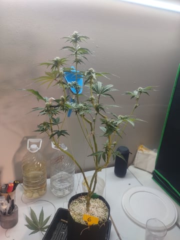 Mainely Genetics Micro Pheno Hunt — flower, day 61