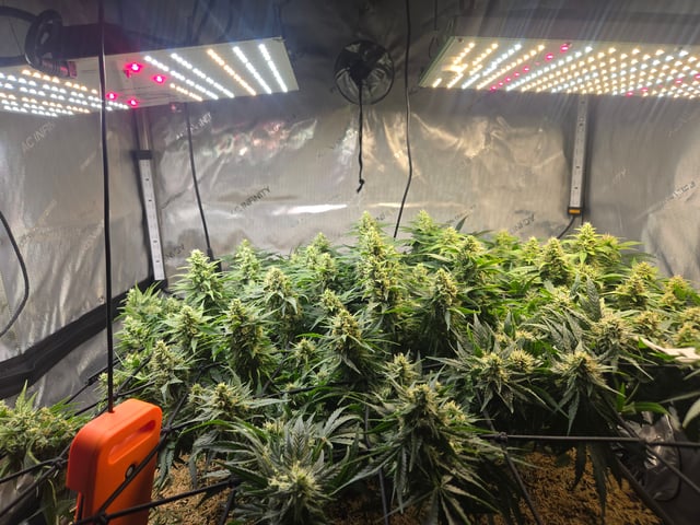 White rhino — flower, day 84