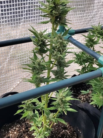 greenhouse grow  — flower, day 9