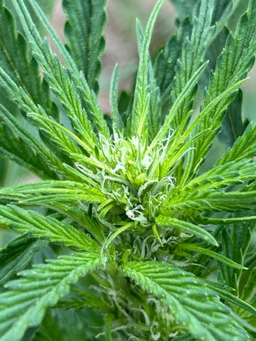 Bruce Banner — grow_setup, day 2