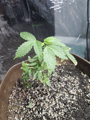 Blue Jamacian (Jess) — vegetative, day 131