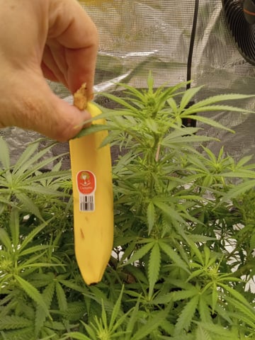 Blueberry critical kush x purple peyote wifi  and one L.a kush cake .