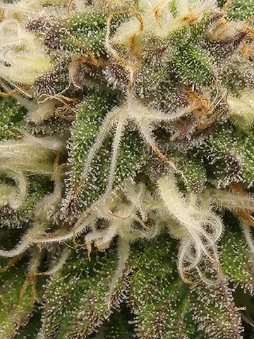 Fat Matt's 1st grow — flower, day 18