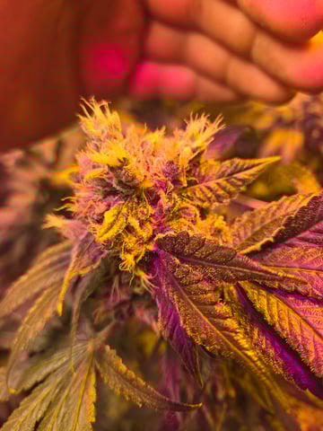 fruitstripe-x-breathworks VS Tropical cherry vs kush cake. vs og haze — flower, day 113