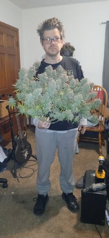 newest ggs setup grow — harvest, day 89