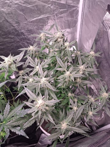 lil babies  — flower, day 26