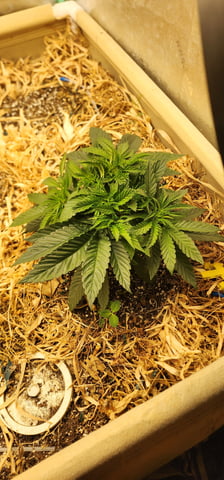 10G's — vegetative, day 24