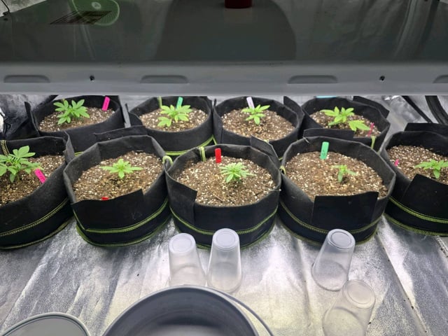 3rd Auto Grow — vegetative, day 35