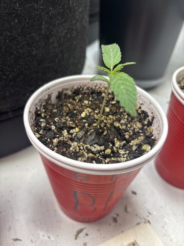 winter 25-26 — seedling_rooting, day 2