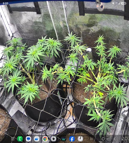 Blue Dream Feminized  — vegetative, day 71