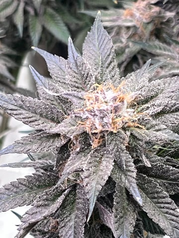 Rookie — flower, day 30