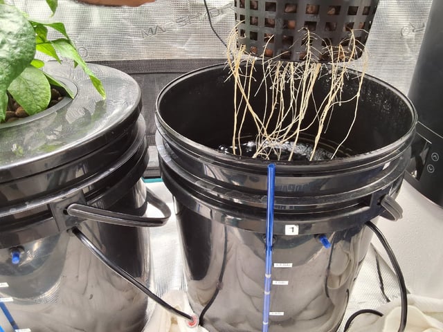 JALAPEÑO 🌶 — vegetative, day 61