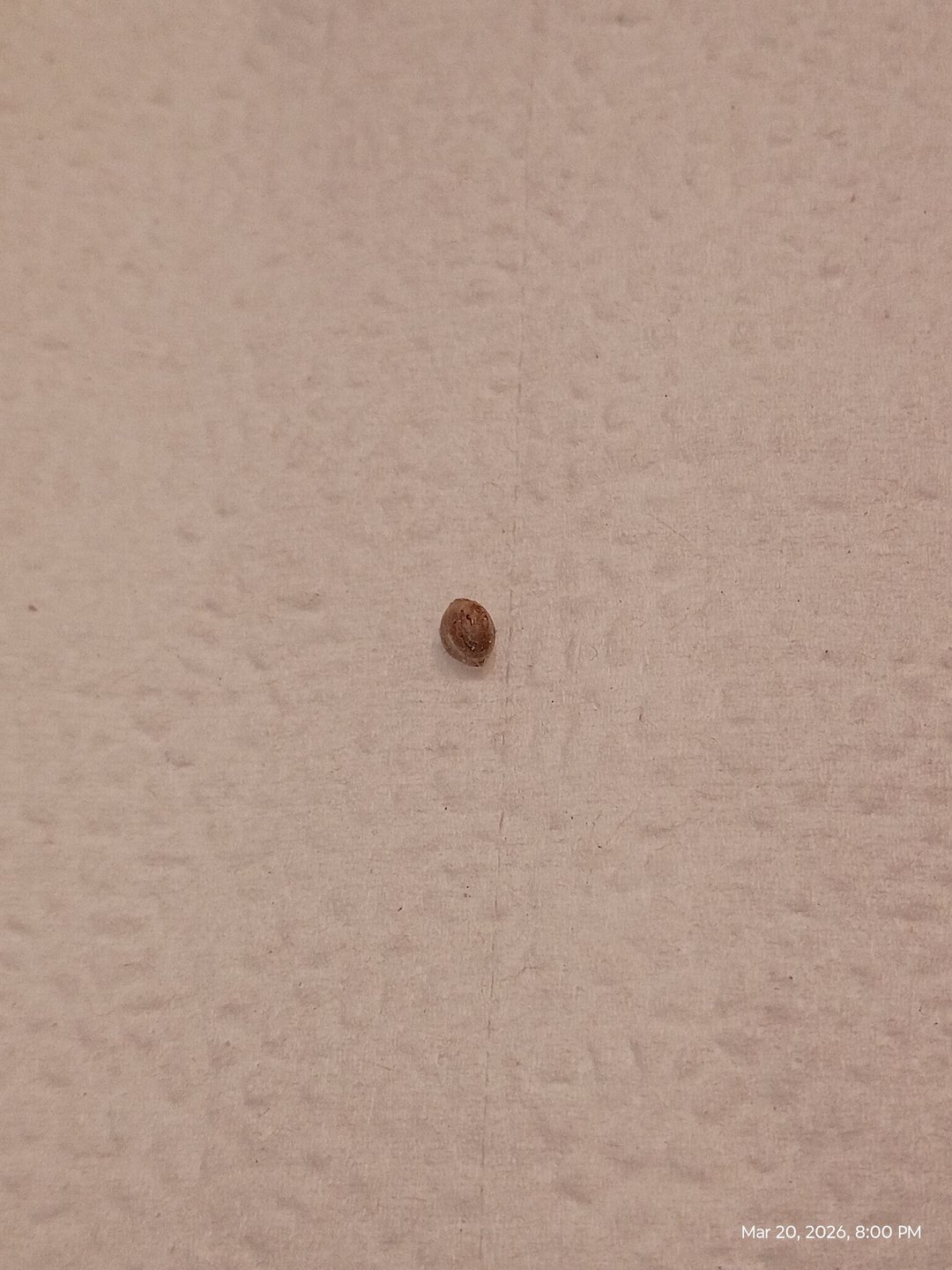 Red Runtz R Seed From Already Unknown Harvest