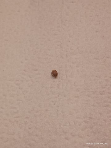 Red Runtz R Seed From Already Unknown Harvest — grow_setup, day 1