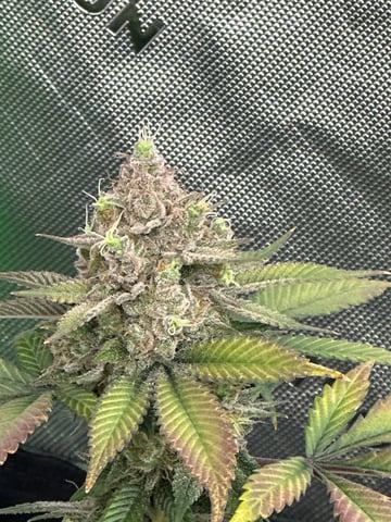 Clones GodFather OG Clones — flower, day 121