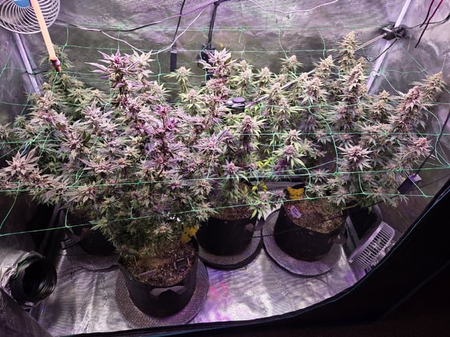 4 strains in 1 tent — flower, day 122