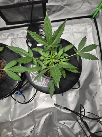BABY SISTER — vegetative, day 33