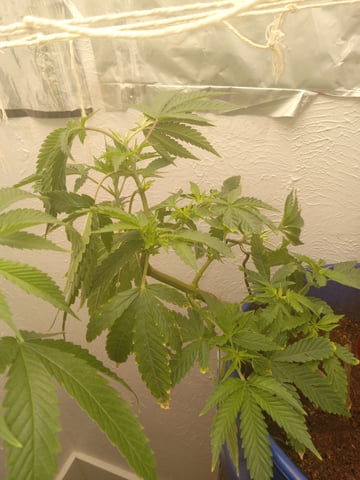 closet grow for veg with a.c infinity air intake fan .With no carbon filter just suction,and spider farmer sf 7000.Then a spider farmer sf tent 4×4×6.5with a G1500 l.e.d from spiderfarmer and spider farmer 6inch clip oscalating fan. — vegetative, day 22